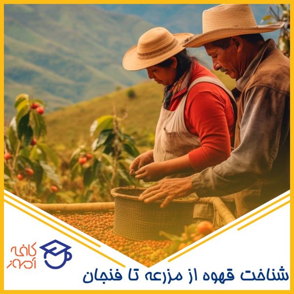 قهوه از مزرعه تا فنجان