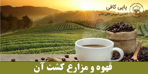 Coffee and its cultivation fields