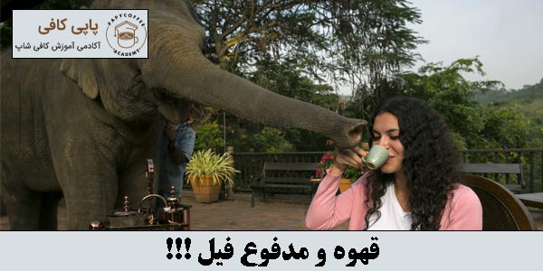 قهوه و مدفوع فیل