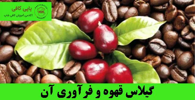 گیلاس قهوه و فرآوری آن