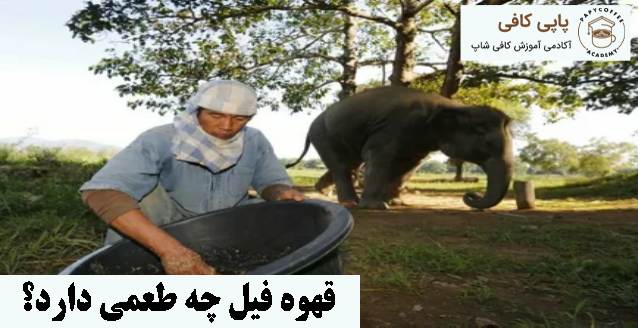 قهوه فیل چه طعمی دارد؟